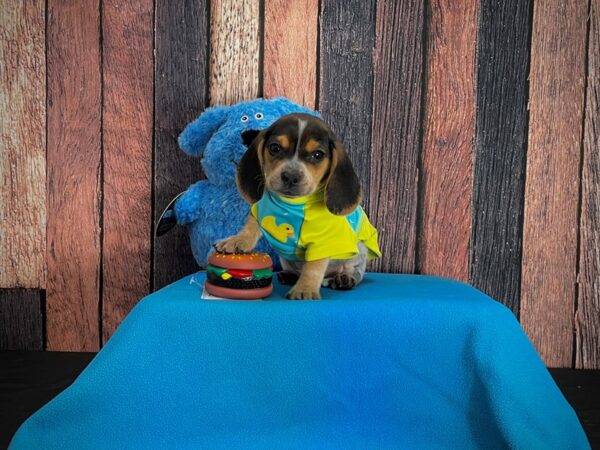 Beagle-DOG-Male-Black Tan and Blue Ticked-24955-Petland Scottsdale, Arizona