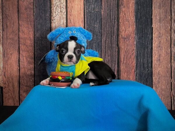 Boston Terrier-DOG-Female-Black and White-24956-Petland Scottsdale, Arizona