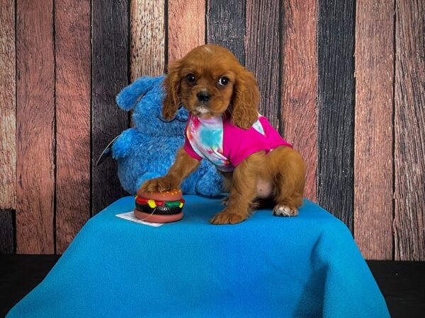 Cavalier King Charles Spaniel-DOG-Female-Ruby-24958-Petland Scottsdale, Arizona