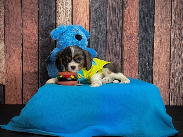 Cavalier King Charles Spaniel-DOG-Female-Blue Merle / Tan-24964-Petland Scottsdale, Arizona