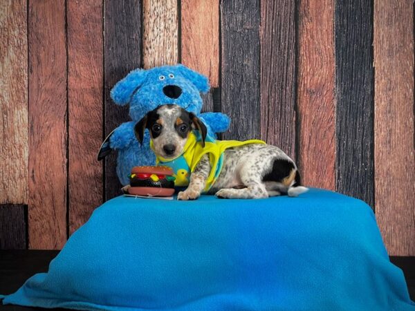 Chihuahua/Dachshund-DOG-Male-Black / Tan-24971-Petland Scottsdale, Arizona