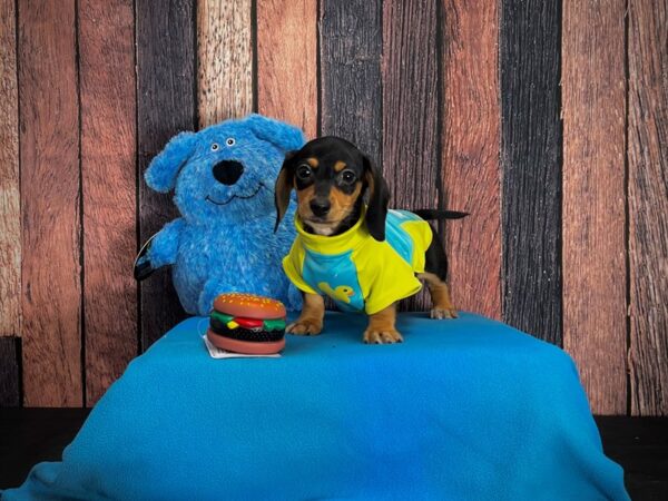 Dachshund-DOG-Female-Black / Tan-24965-Petland Scottsdale, Arizona