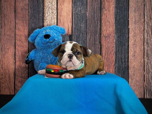 English Bulldog-DOG-Male-Brindle and White-24957-Petland Scottsdale, Arizona