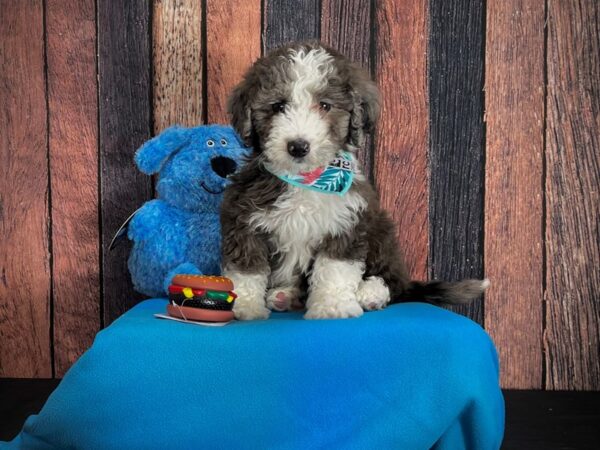 F1B Mini Bernadoodle-DOG-Female-Blue Merle / Tan-24973-Petland Scottsdale, Arizona