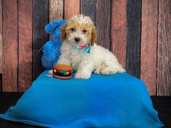 F1B Mini Goldendoodle-DOG-Female-Apricot-24972-Petland Scottsdale, Arizona
