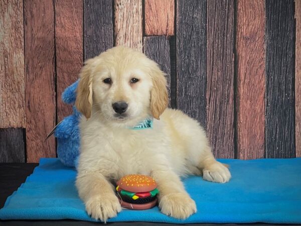Golden Retriever-DOG-Female-Light Golden-24966-Petland Scottsdale, Arizona