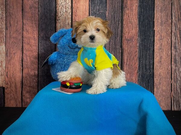 Maltese/Yorkshire Terrier-DOG-Male-Gold-24962-Petland Scottsdale, Arizona