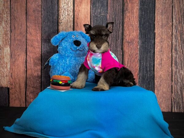 Miniature Schnauzer-DOG-Female-Liver / Tan-24967-Petland Scottsdale, Arizona