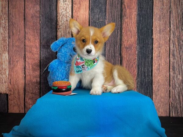 Pembroke Welsh Corgi-DOG-Female-Sable / White-24968-Petland Scottsdale, Arizona