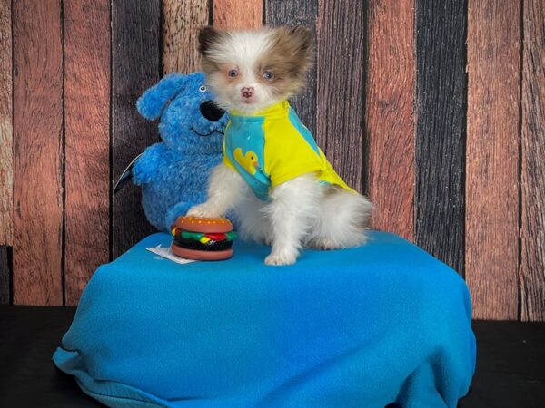 Pomeranian-DOG-Male-Blue Fawn-24969-Petland Scottsdale, Arizona
