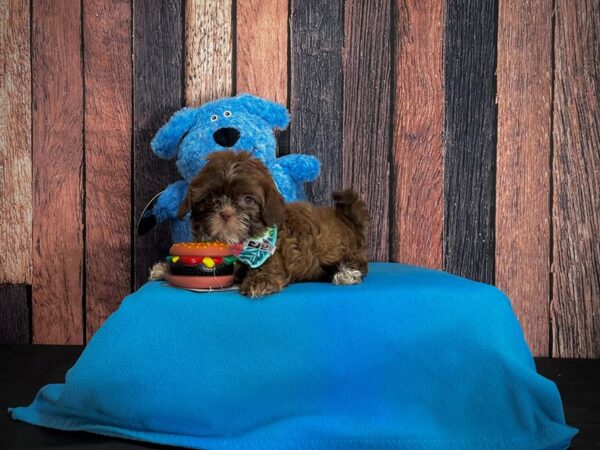 Poodle/Shih Tzu-DOG-Female-Chocolate Gold-24974-Petland Scottsdale, Arizona