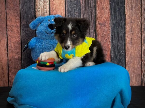 Shetland Sheepdog-DOG-Male-Black White and Tan-24959-Petland Scottsdale, Arizona