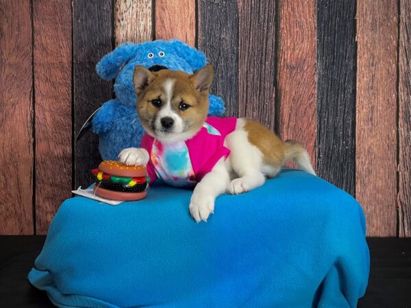 Shiba Inu-DOG-Female-Red-24970-Petland Scottsdale, Arizona