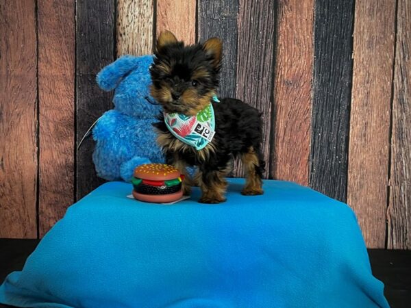 Yorkshire Terrier-DOG-Female-Black and Tan-24960-Petland Scottsdale, Arizona