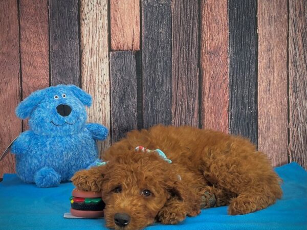F1B Goldendoodle-DOG-Male-Red Golden-24975-Petland Scottsdale, Arizona