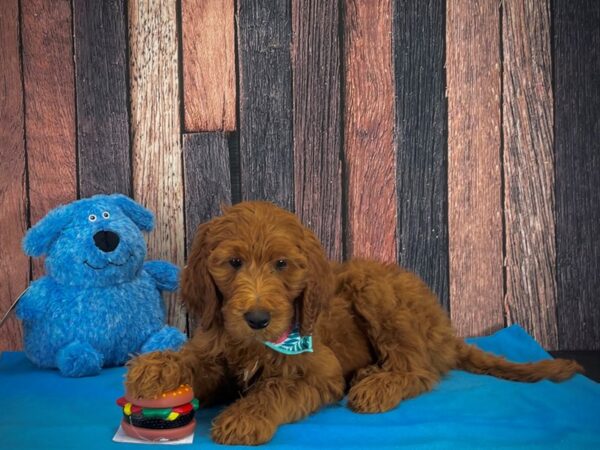 F1B Goldendoodle-DOG-Female-Red Golden-24976-Petland Scottsdale, Arizona