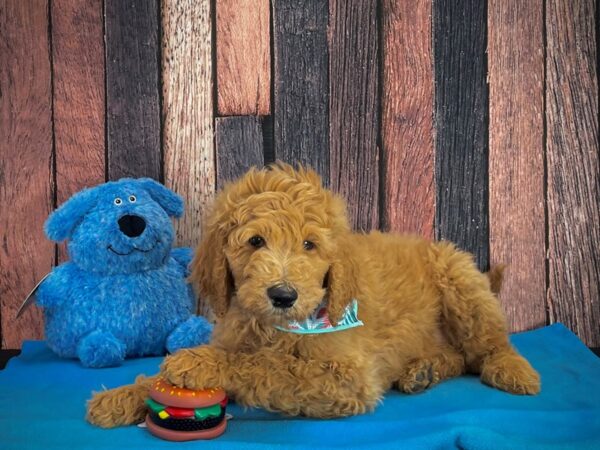 F1B Goldendoodle-DOG-Male-Golden-24977-Petland Scottsdale, Arizona
