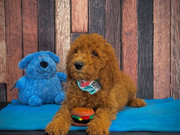 F1B Goldendoodle-DOG-Female-RED Golden-24978-Petland Scottsdale, Arizona