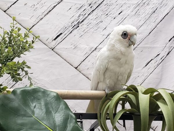 Bare-eyed Cockatoo-BIRD-Male--23782-Petland Scottsdale, Arizona