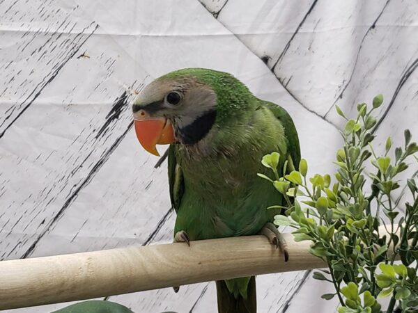 Derbyan Parakeet-BIRD-Male--24983-Petland Scottsdale, Arizona