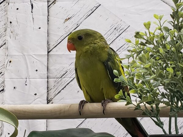 Regent Parrot-BIRD-Male--24980-Petland Scottsdale, Arizona