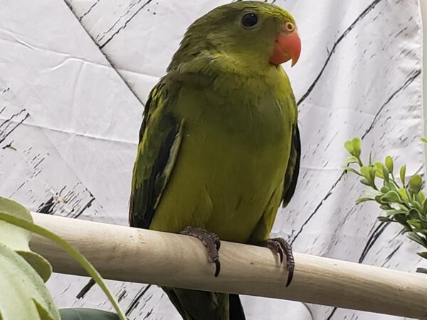 Regent Parrot-BIRD-Male--24979-Petland Scottsdale, Arizona