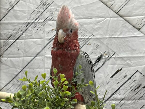 Rose Breasted Cockatoo-BIRD-Female--24984-Petland Scottsdale, Arizona