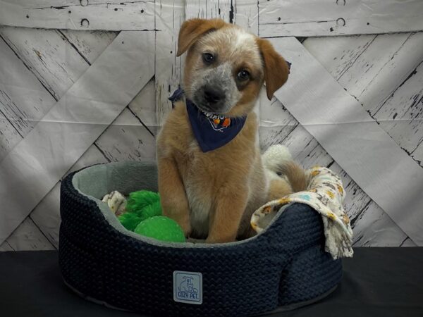 Australian Cattle Dog-DOG-Male-Red Mottled-24988-Petland Scottsdale, Arizona