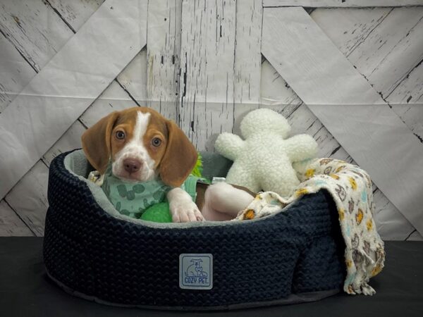 Beagle-DOG-Male-Brown and White-24989-Petland Scottsdale, Arizona