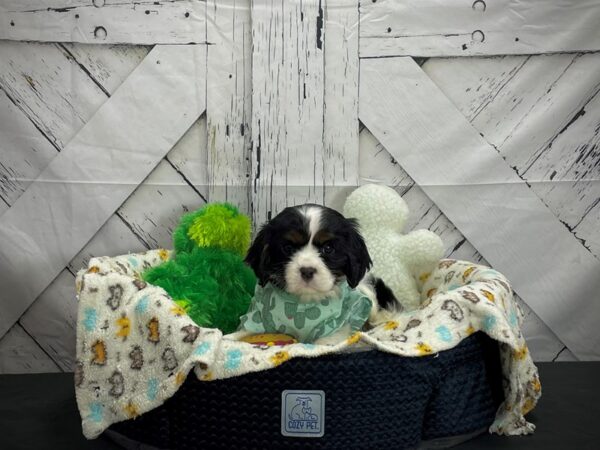 Cavalier King Charles Spaniel-DOG-Female-Black / Tan-24996-Petland Scottsdale, Arizona