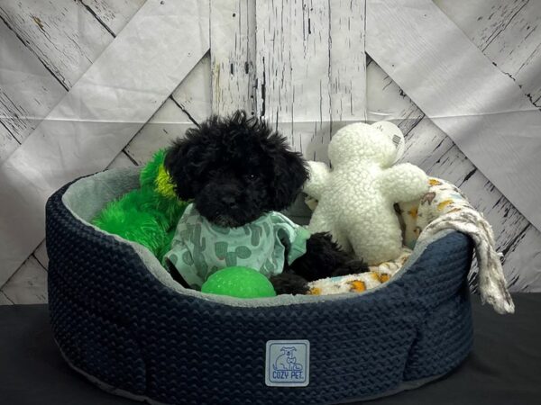F1B Mini Labradoodle-DOG-Female-Black-25007-Petland Scottsdale, Arizona