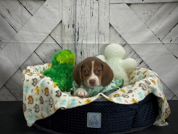 Beagle-DOG-Female-Chocolate / Tan-24995-Petland Scottsdale, Arizona