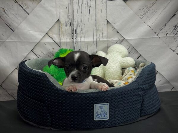 Chihuahua-DOG-Male-Black / White-24997-Petland Scottsdale, Arizona