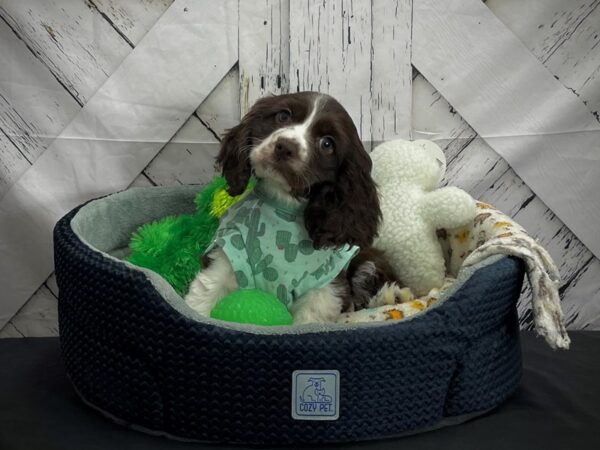 Cocker Spaniel-DOG-Female-Chocolate-24998-Petland Scottsdale, Arizona