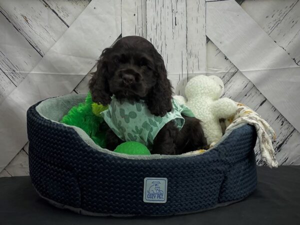 Cocker Spaniel-DOG-Male-Chocolate-24999-Petland Scottsdale, Arizona