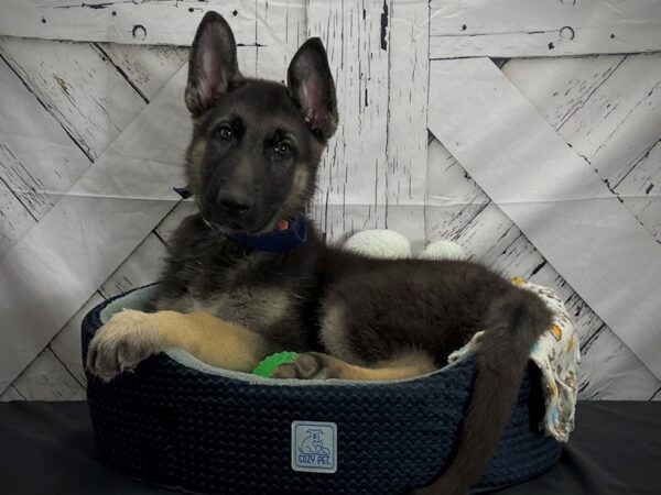 German Shepherd Dog-DOG-Male-Black / Tan-25011-Petland Scottsdale, Arizona
