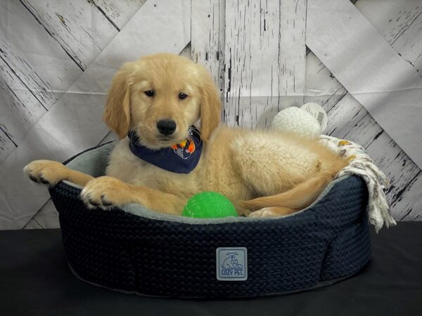 Golden Retriever-DOG-Female-Light Golden-25009-Petland Scottsdale, Arizona