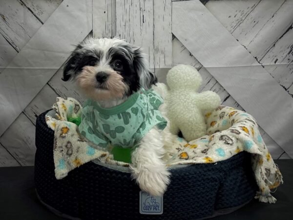 Havanese-DOG-Male-Black and White-24990-Petland Scottsdale, Arizona