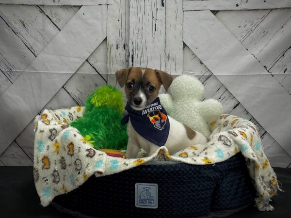 Jack Russell Terrier-DOG-Female-Red / White-25006-Petland Scottsdale, Arizona