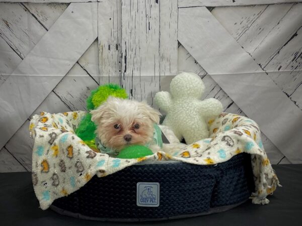 Maltese-DOG-Female-White-25001-Petland Scottsdale, Arizona
