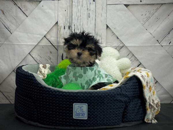 Maltese/Yorkshire Terrier-DOG-Male-Black and Gold-24994-Petland Scottsdale, Arizona