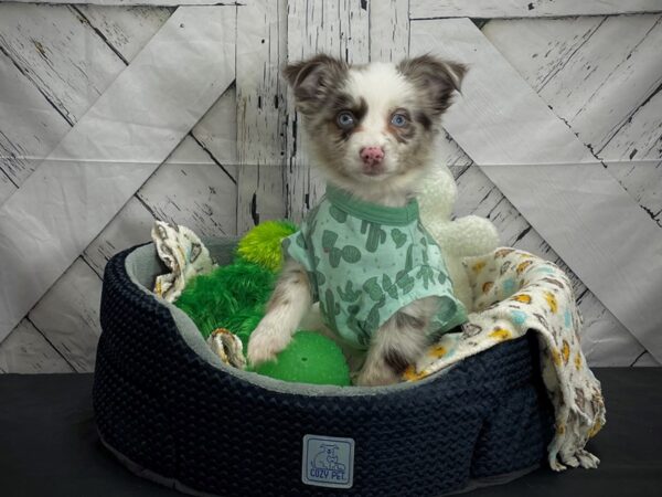 Miniature American Shepherd-DOG-Female-Blue Merle-24992-Petland Scottsdale, Arizona
