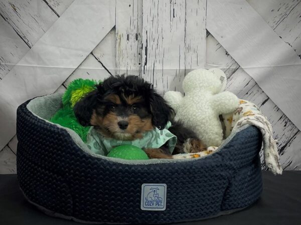 Miniature Australian Shepherd/Poodle-DOG-Female-Black / Tan-25008-Petland Scottsdale, Arizona
