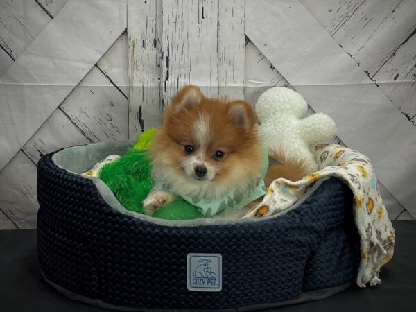 Pomeranian-DOG-Female-Red / White-25002-Petland Scottsdale, Arizona