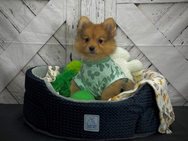 Pomeranian-DOG-Female-Orange Sable-24991-Petland Scottsdale, Arizona
