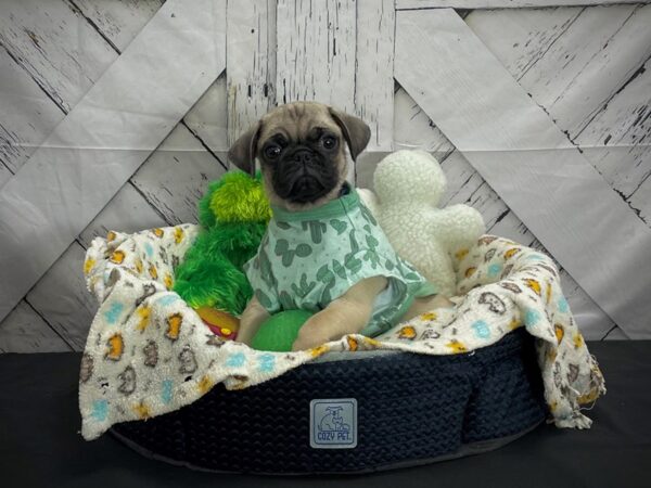 Pug-DOG-Male-Fawn-25003-Petland Scottsdale, Arizona