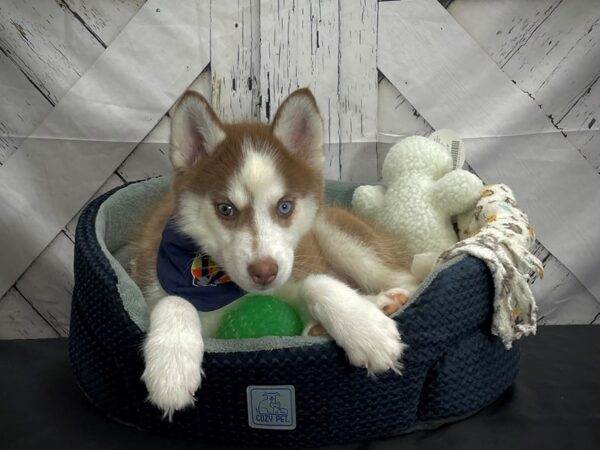 Siberian Husky-DOG-Female-Red / White-25010-Petland Scottsdale, Arizona