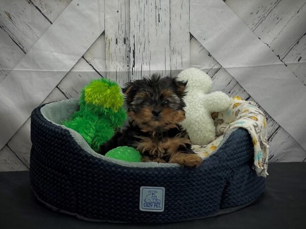 Yorkshire Terrier-DOG-Female-Black / Tan-25005-Petland Scottsdale, Arizona