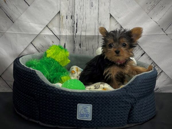 Yorkshire Terrier-DOG-Female-Black / Tan-25004-Petland Scottsdale, Arizona