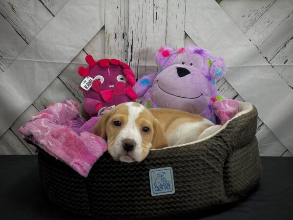 Beagle-DOG-Male-Lemon and White-25012-Petland Scottsdale, Arizona